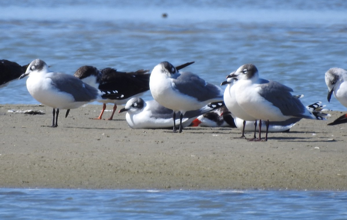 Franklin's Gull - ML626172553