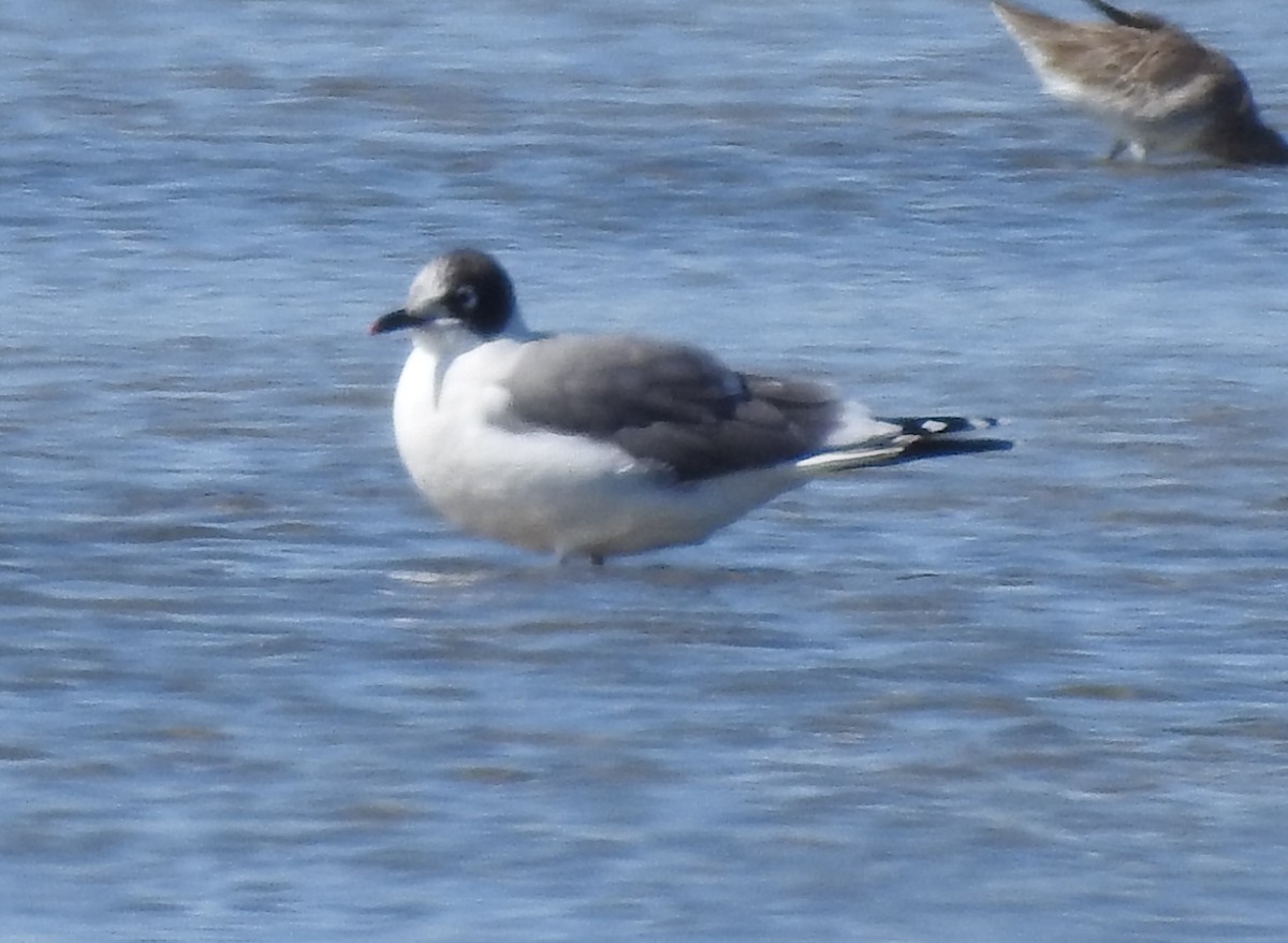 Franklin's Gull - ML626172554