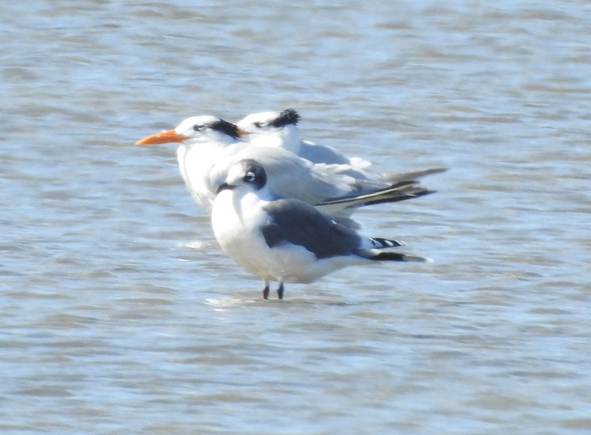 Franklin's Gull - ML626172555