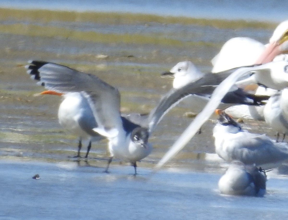 Franklin's Gull - ML626172556