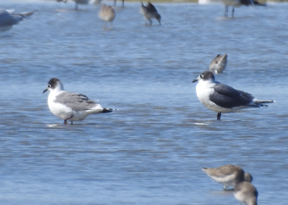 Franklin's Gull - ML626172557