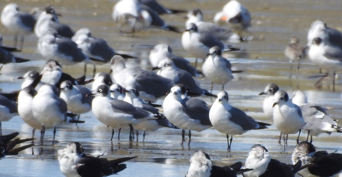 Franklin's Gull - ML626172558