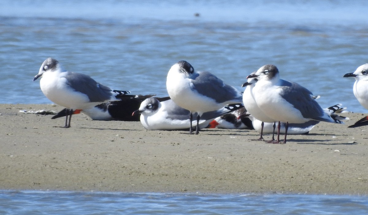 Franklin's Gull - ML626172559