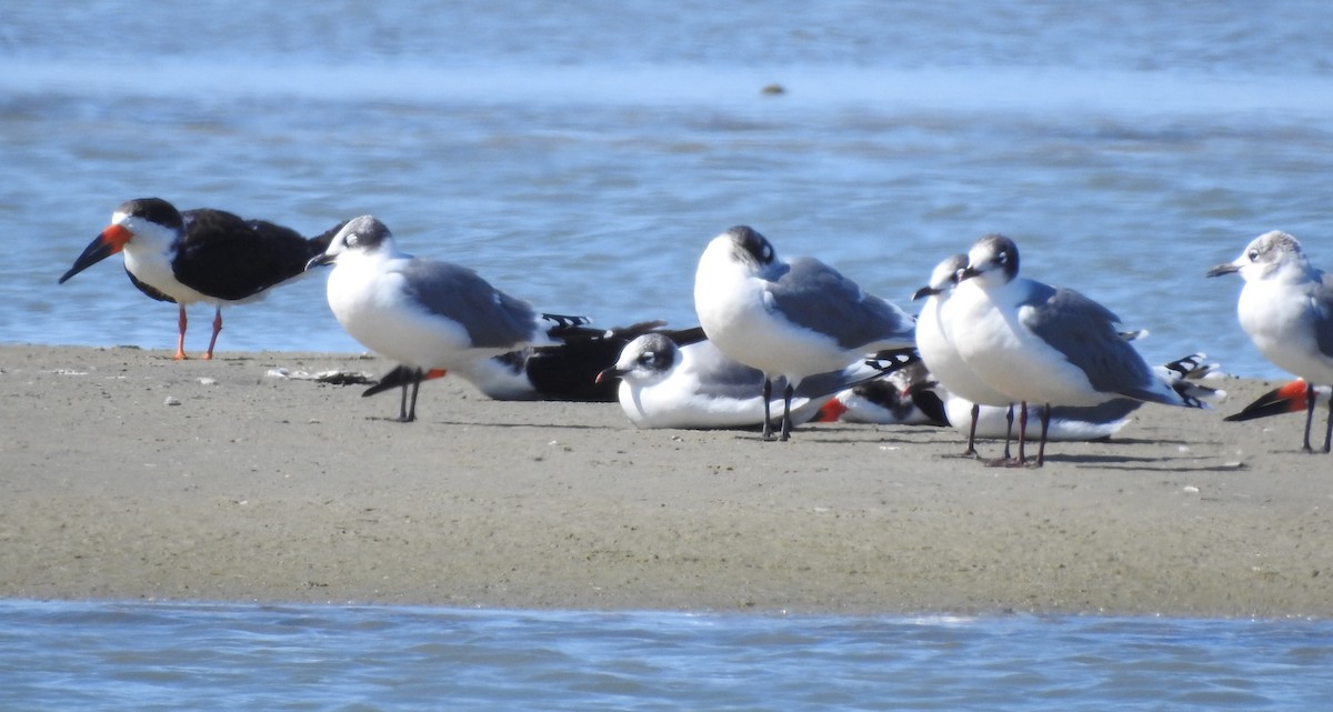 Franklin's Gull - ML626172560