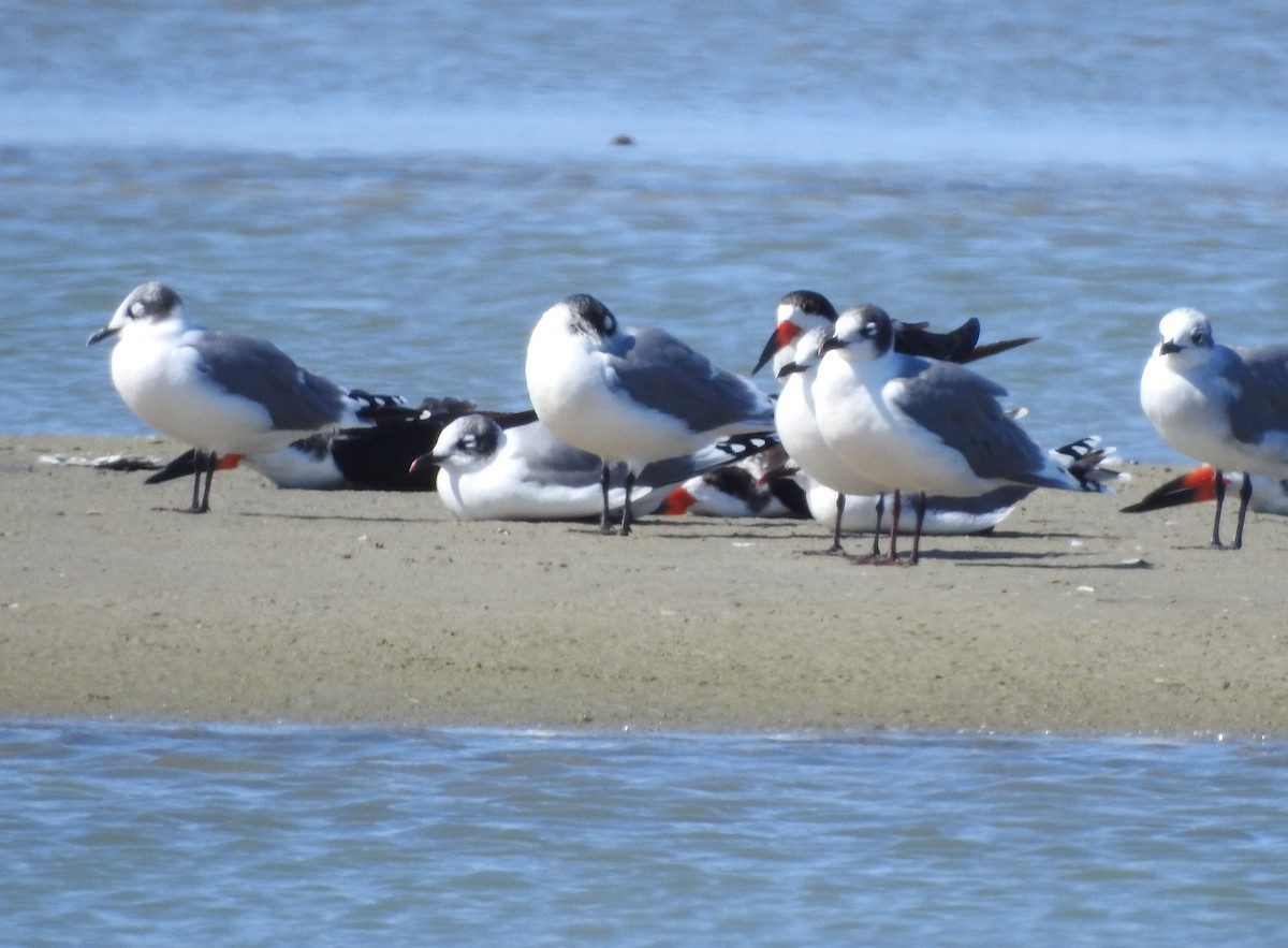 Franklin's Gull - ML626172561