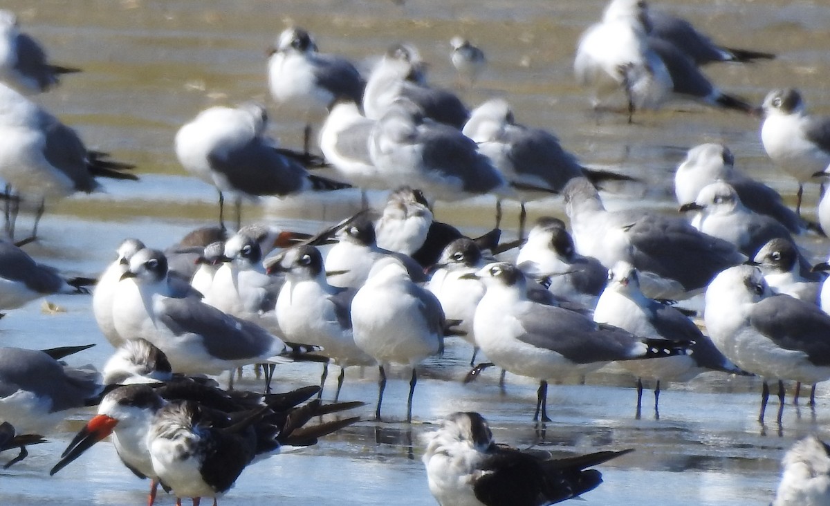 Franklin's Gull - ML626172562