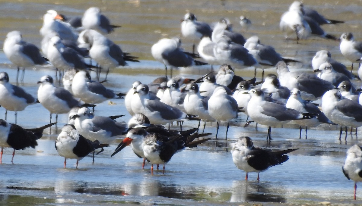 Black Skimmer - ML626172564