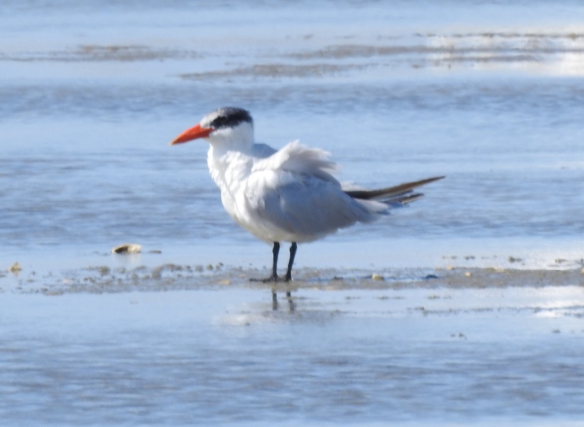 Caspian Tern - ML626172567