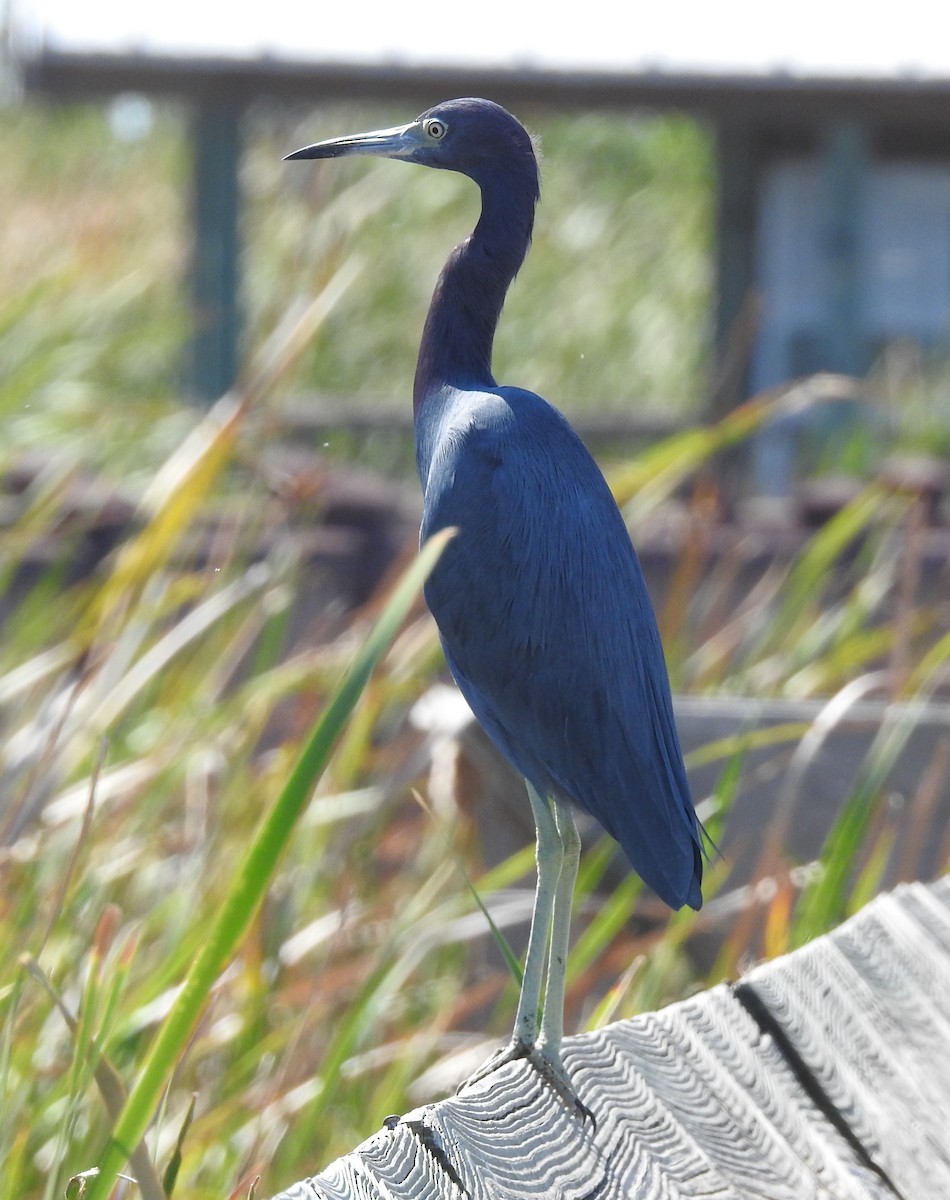 Little Blue Heron - ML626172574