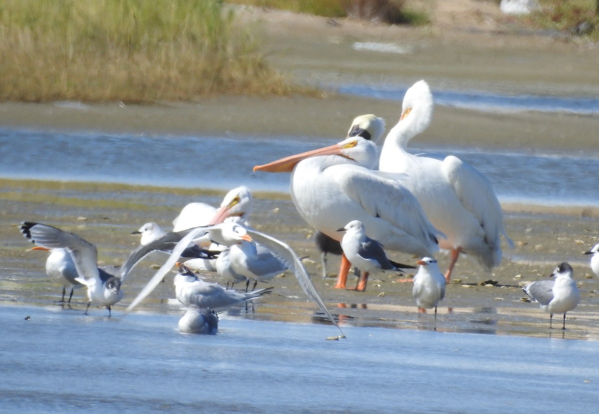 American White Pelican - ML626172586