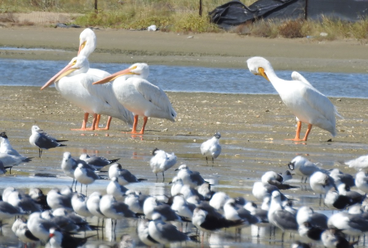 American White Pelican - ML626172587