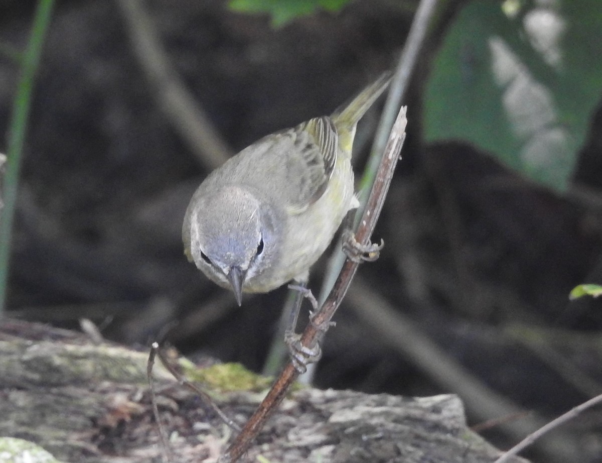 Orange-crowned Warbler - ML626172618