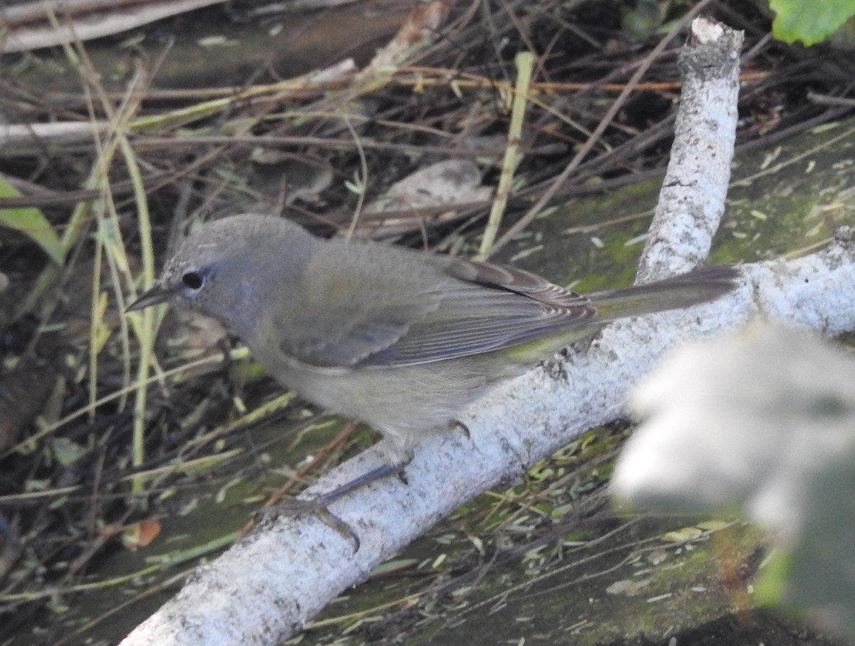 Orange-crowned Warbler - ML626172619