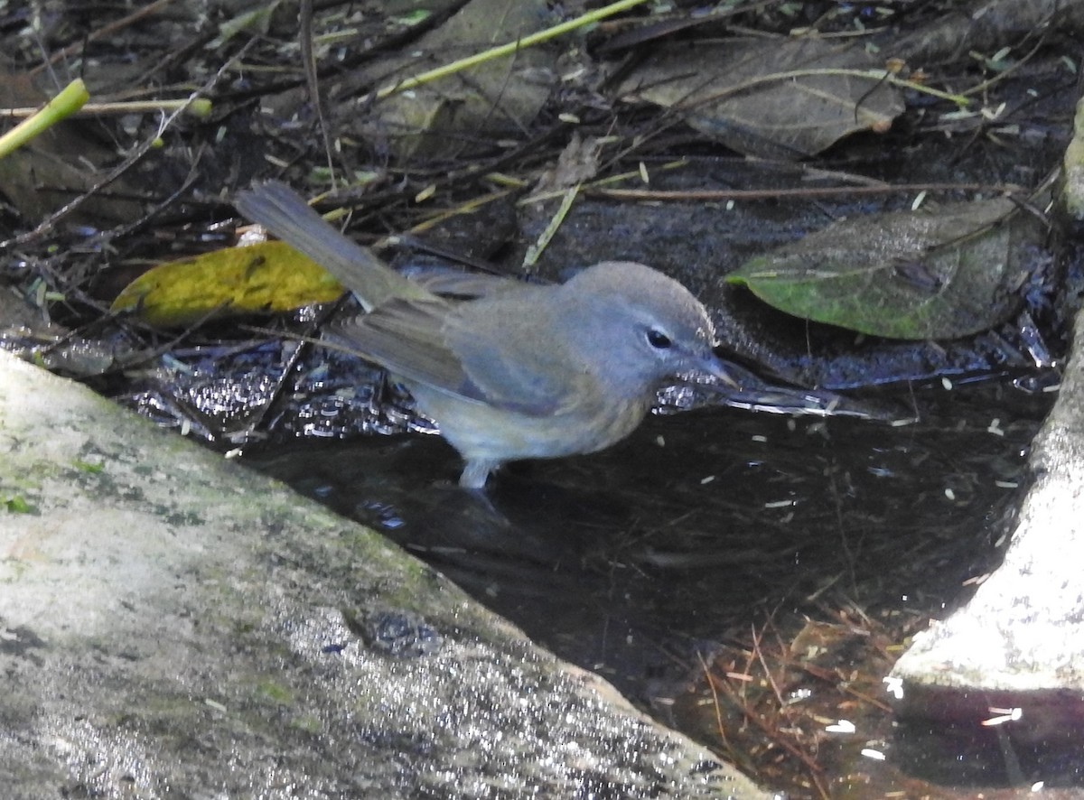 Orange-crowned Warbler - ML626172620