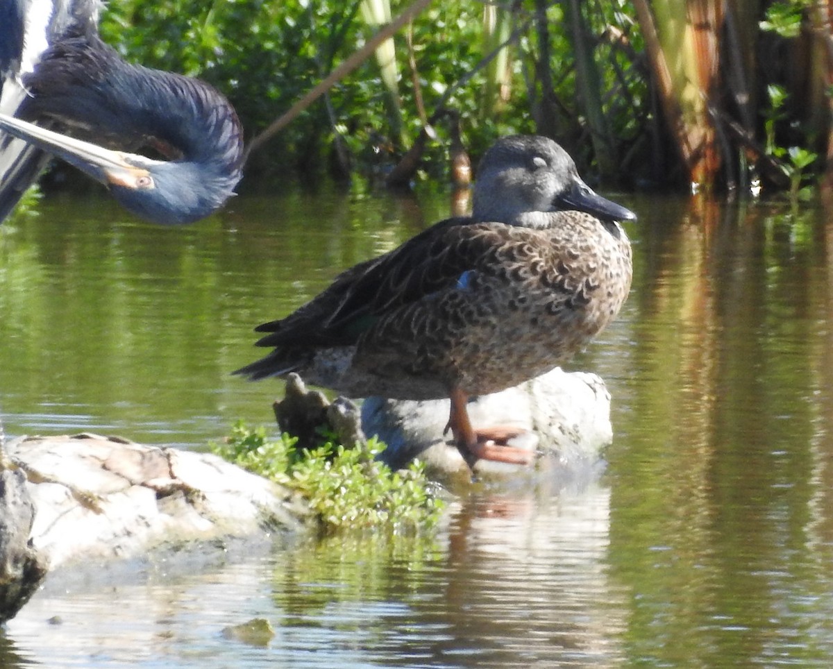 Blue-winged Teal - ML626172678