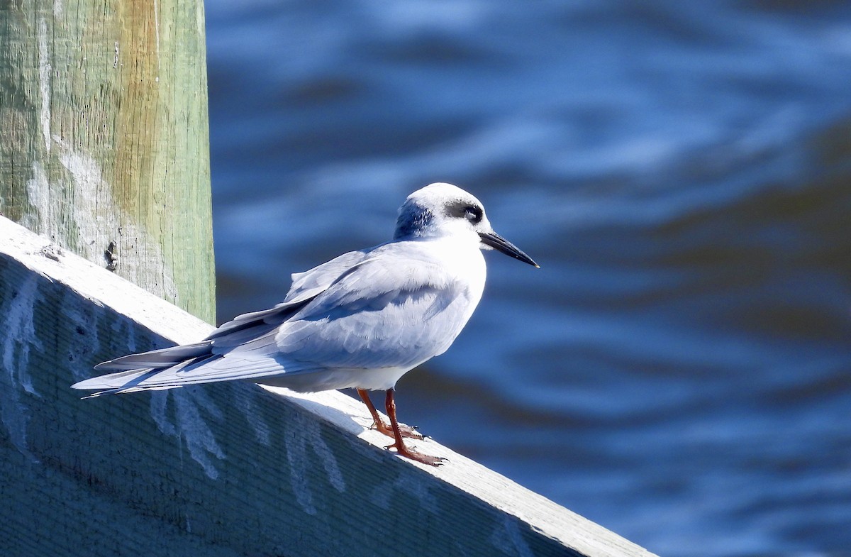 Forster's Tern - ML626172718