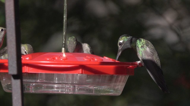 Rivoli's Hummingbird - ML626172898