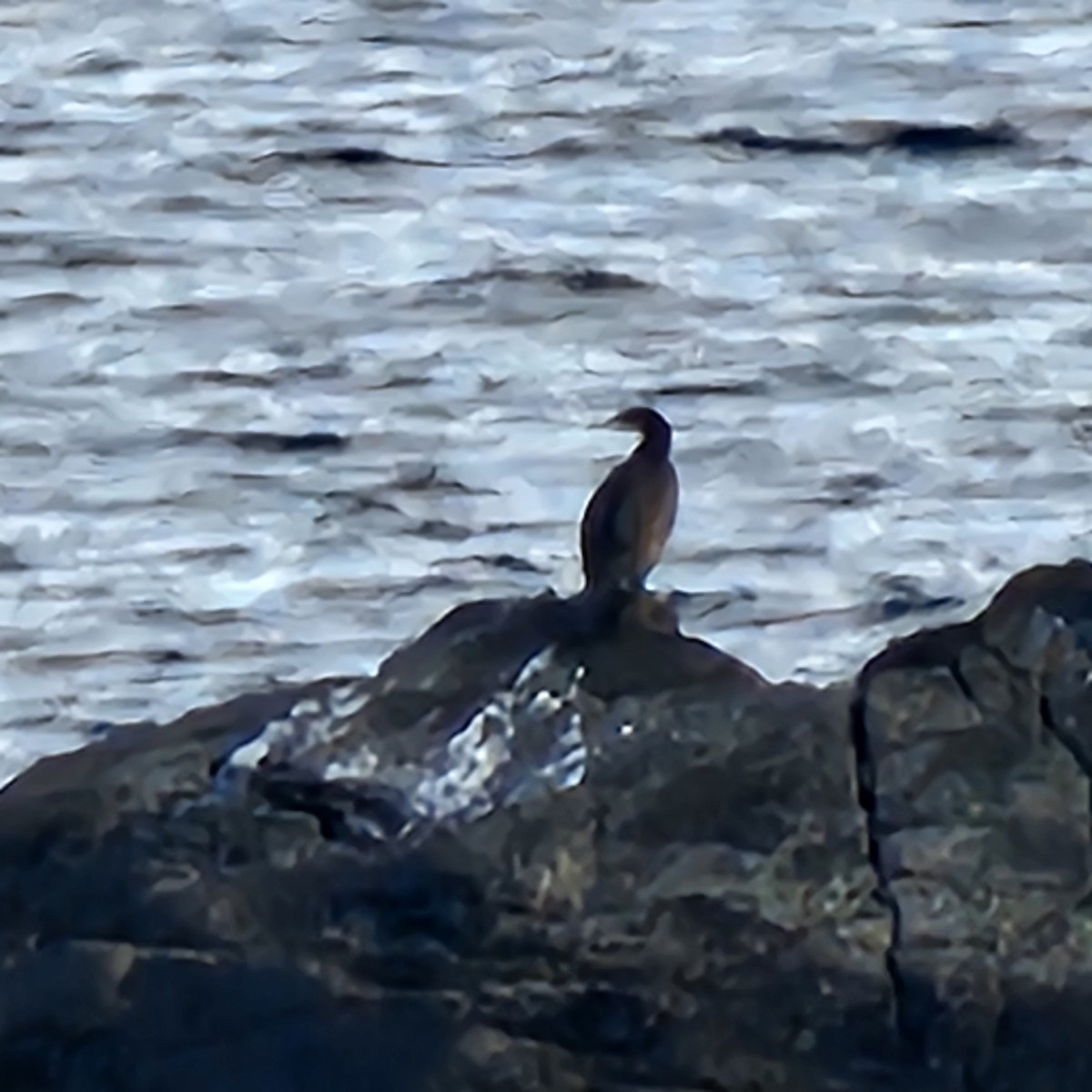 Great Cormorant - ML626172971