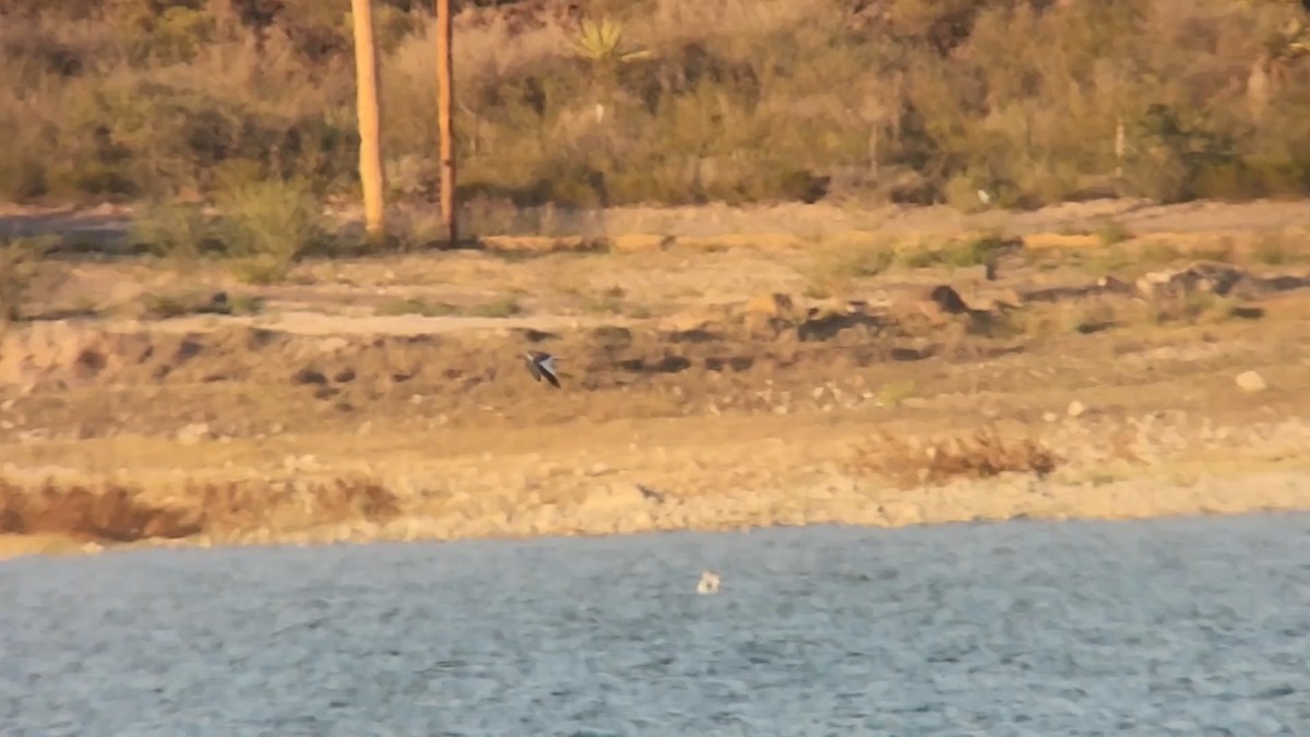 Sabine's Gull - ML626173067