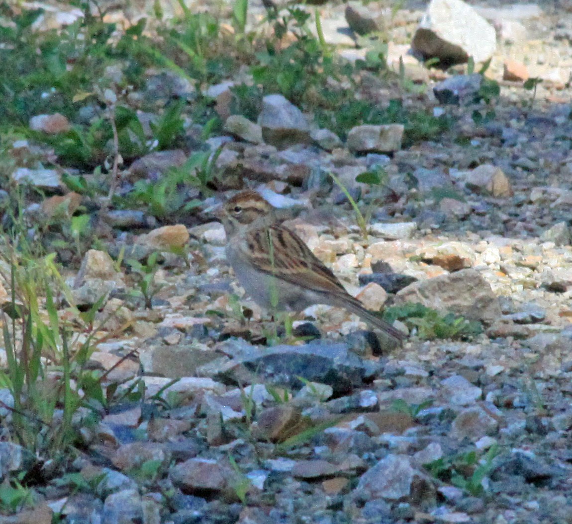 Карнатка білоброва - ML626173085