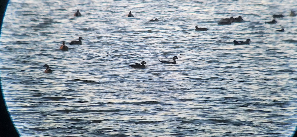 Wood Duck - ML626173092