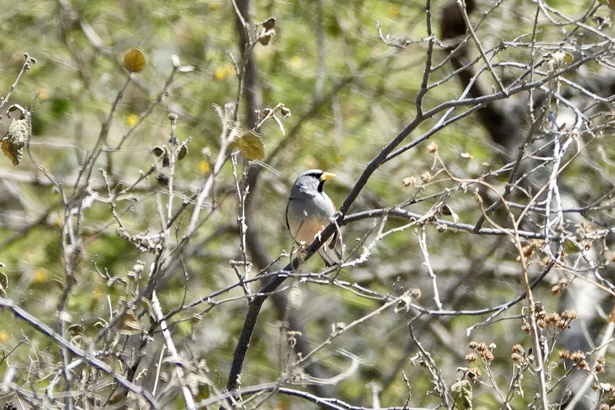 Great Inca-Finch - ML626173133