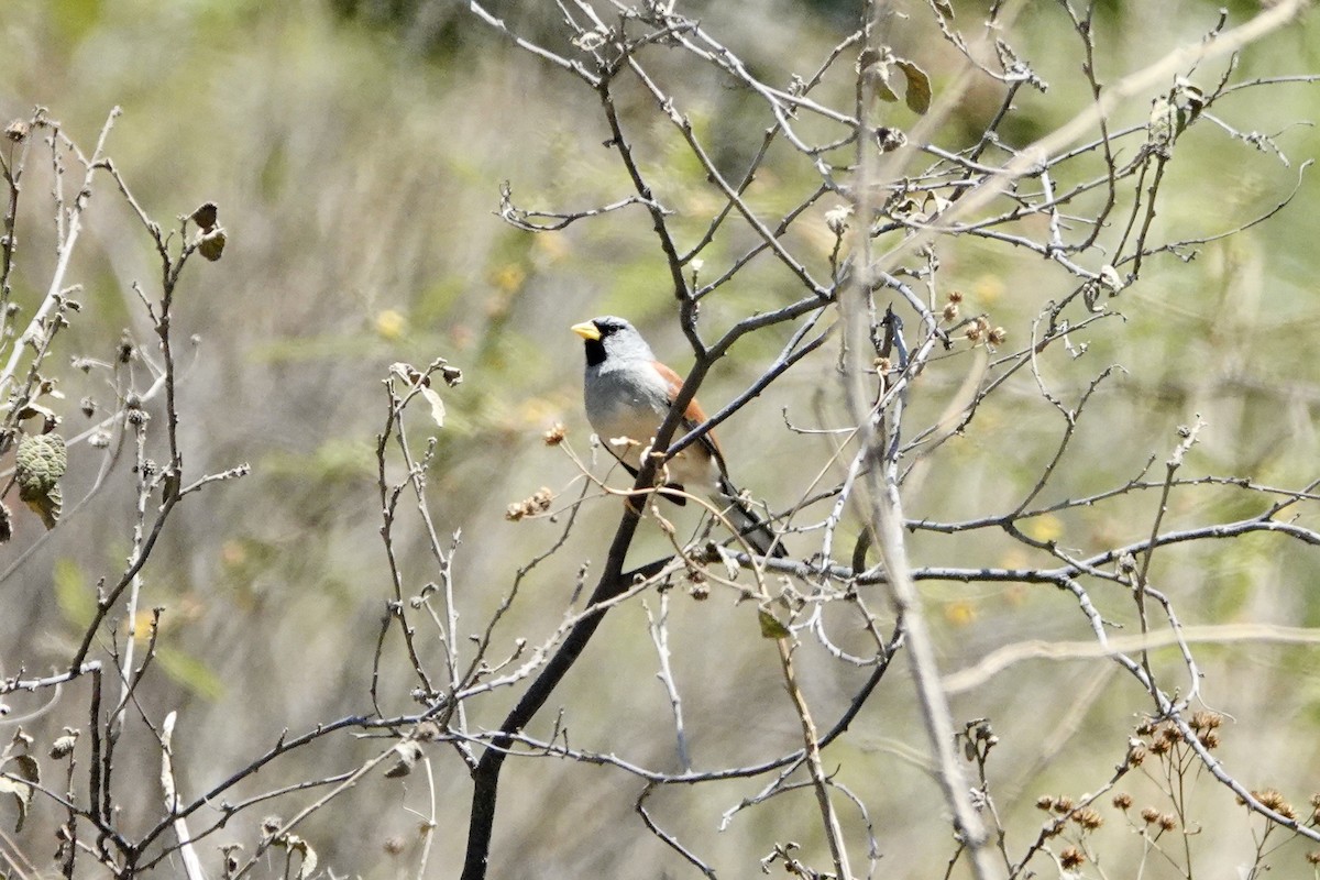 Great Inca-Finch - ML626173136
