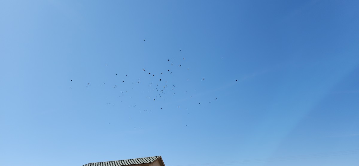 raven sp. - ML626173160