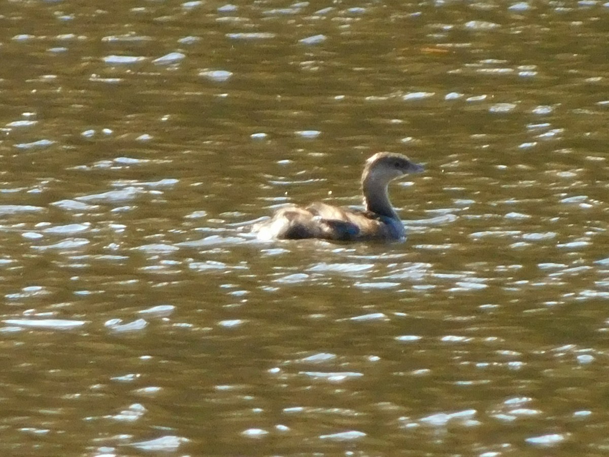 Pied-billed Grebe - ML626173213