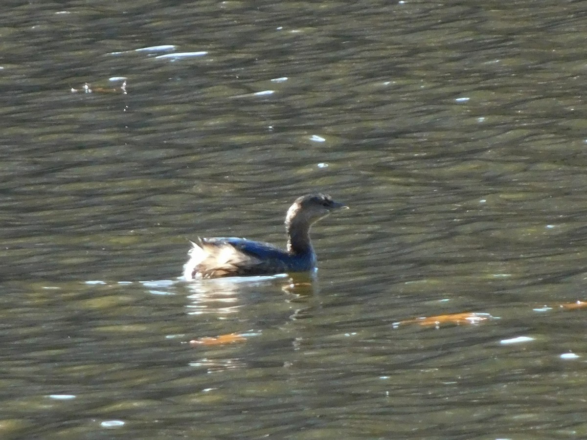 Pied-billed Grebe - ML626173214