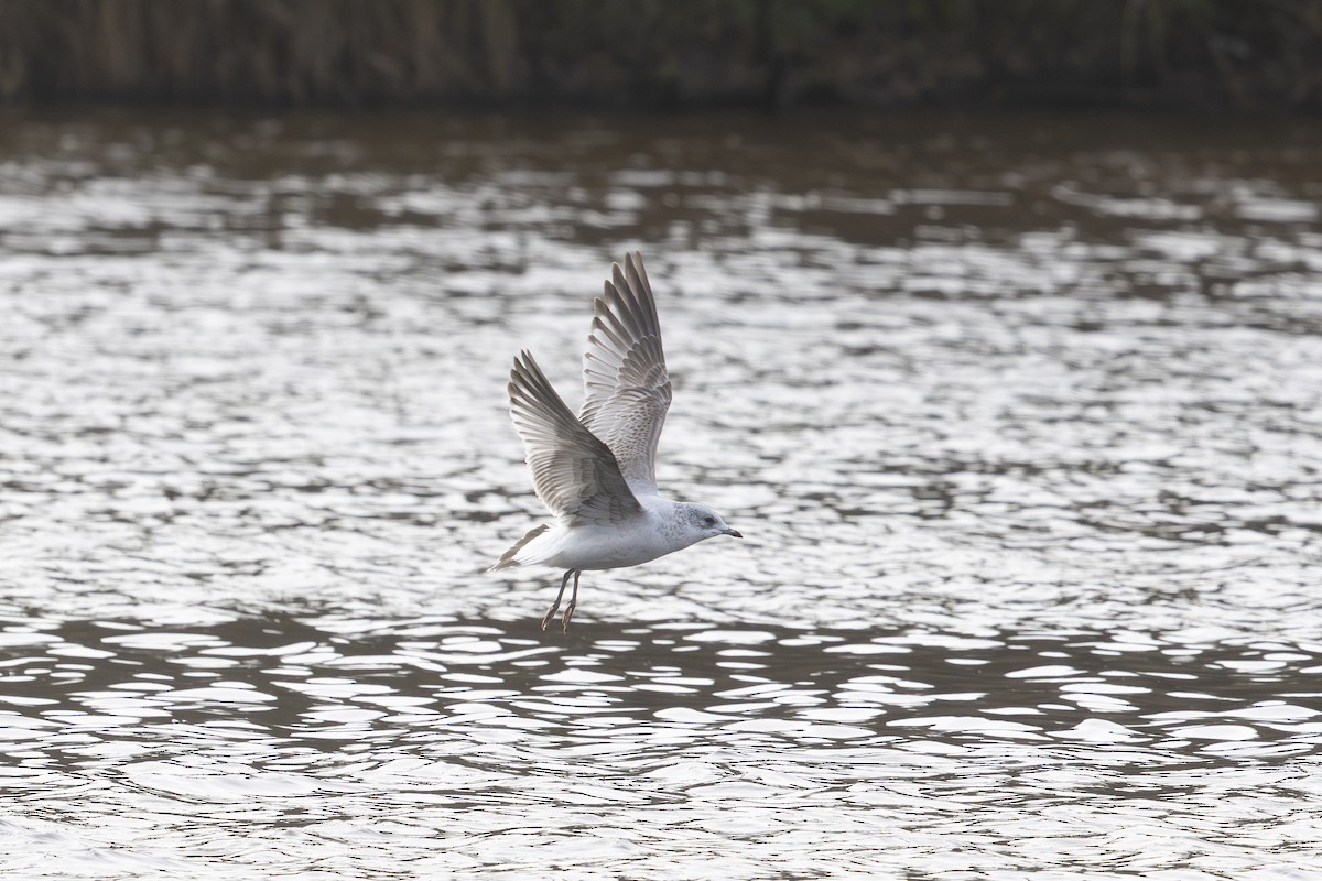 Common Gull - ML626173399