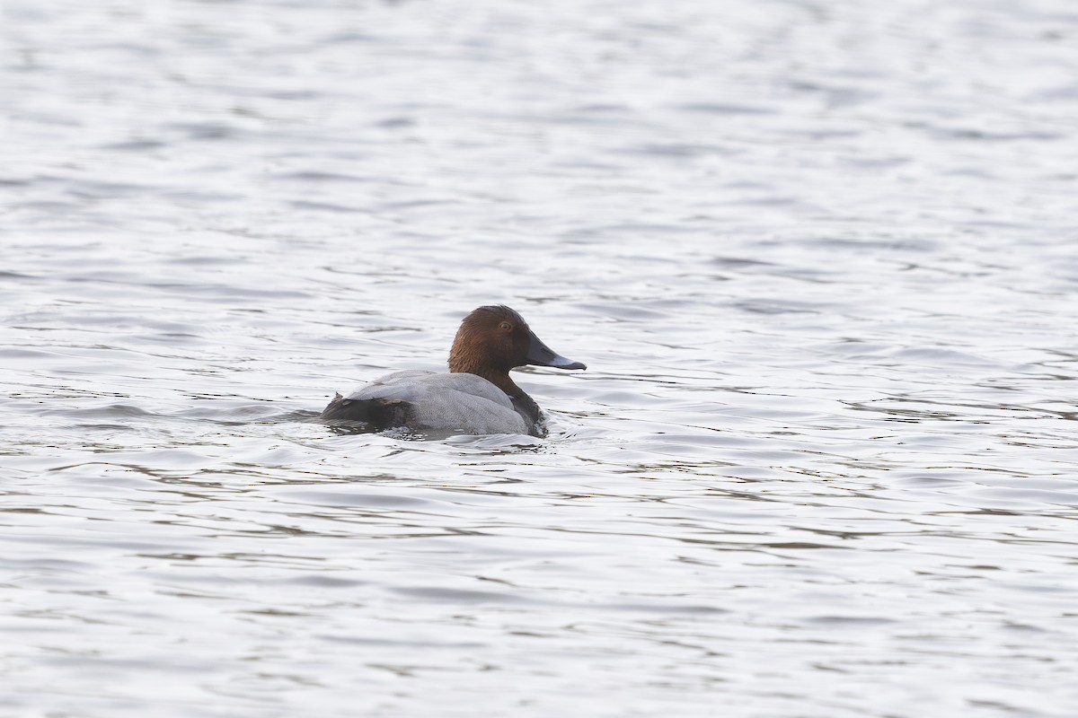 Common Pochard - ML626173405
