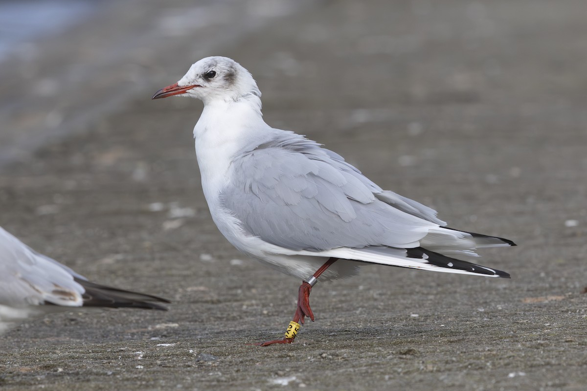 Black-headed Gull - ML626173412