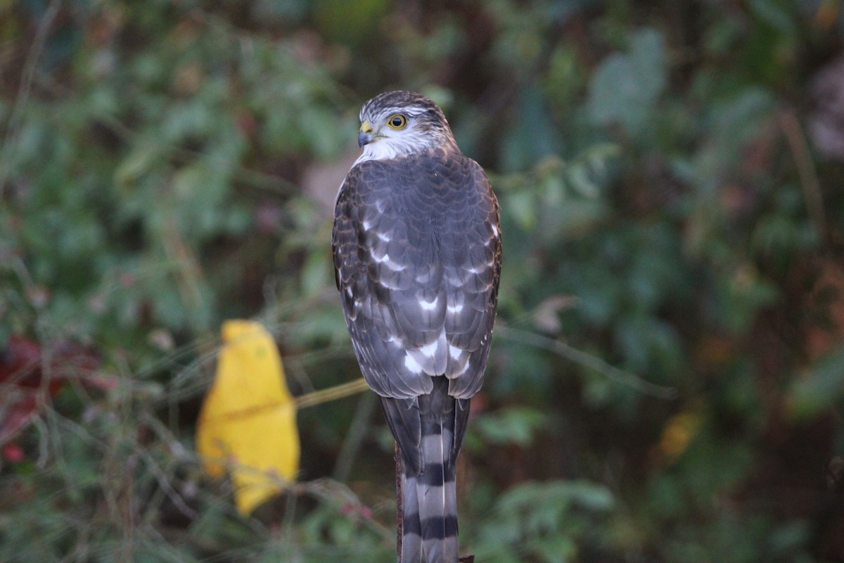 Sharp-shinned Hawk - ML626173510