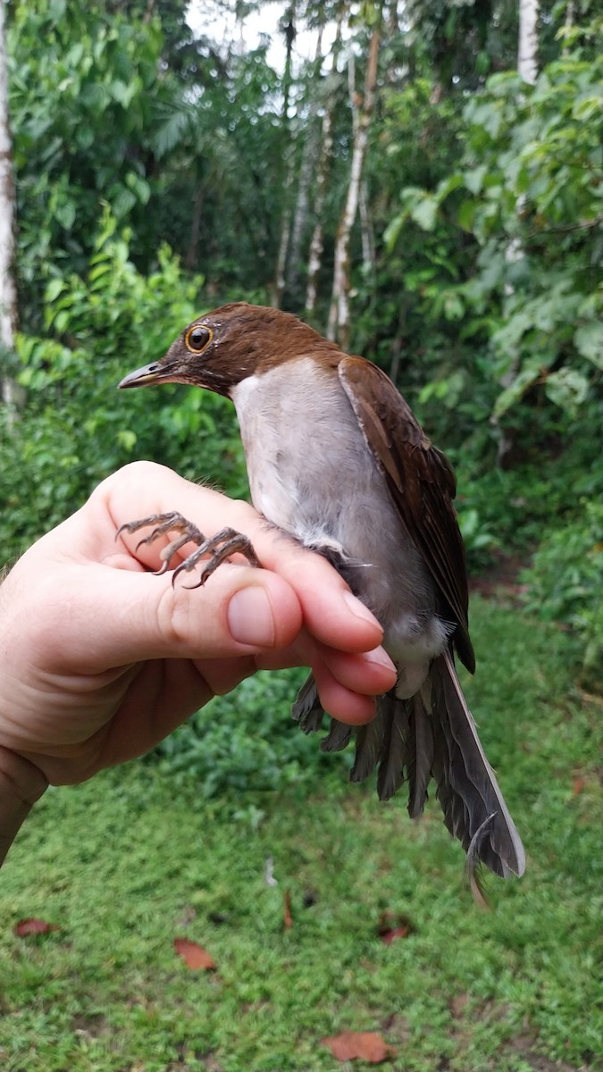 White-necked Thrush - ML626173540