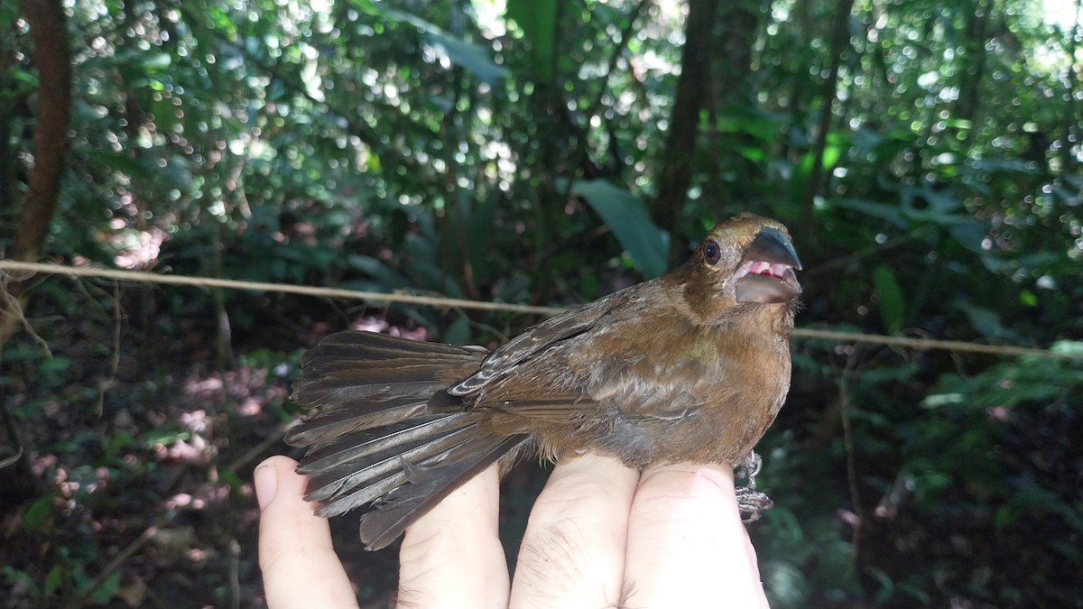 Amazonian Grosbeak - ML626173667