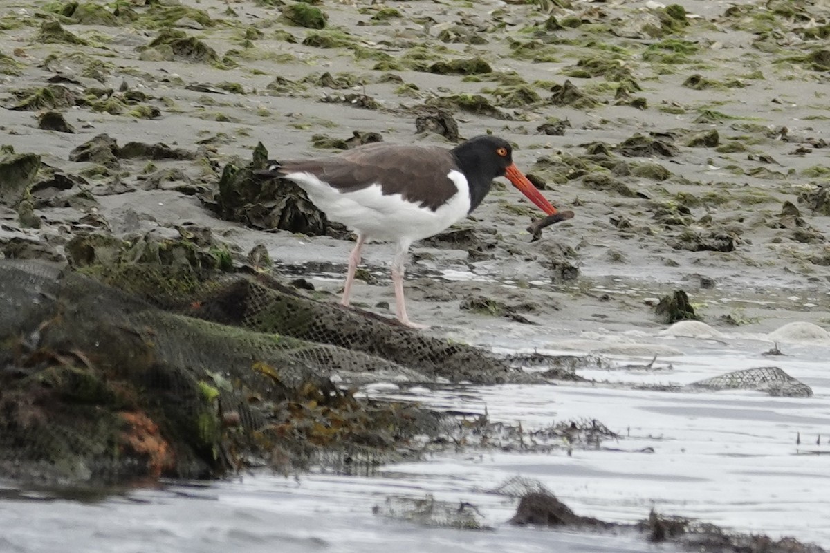 American Oystercatcher - ML626173833
