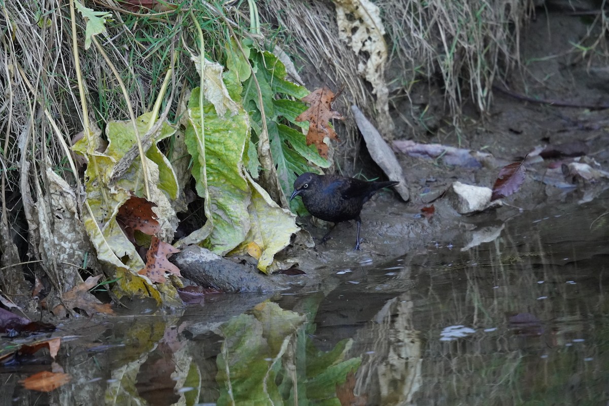 Rusty Blackbird - ML626173834
