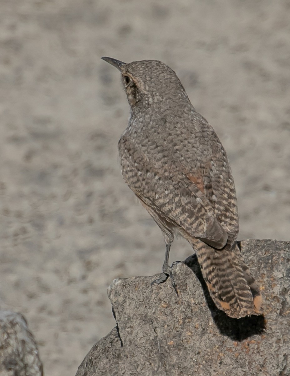 Rock Wren - ML626173847