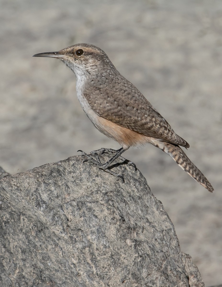 Rock Wren - ML626173848