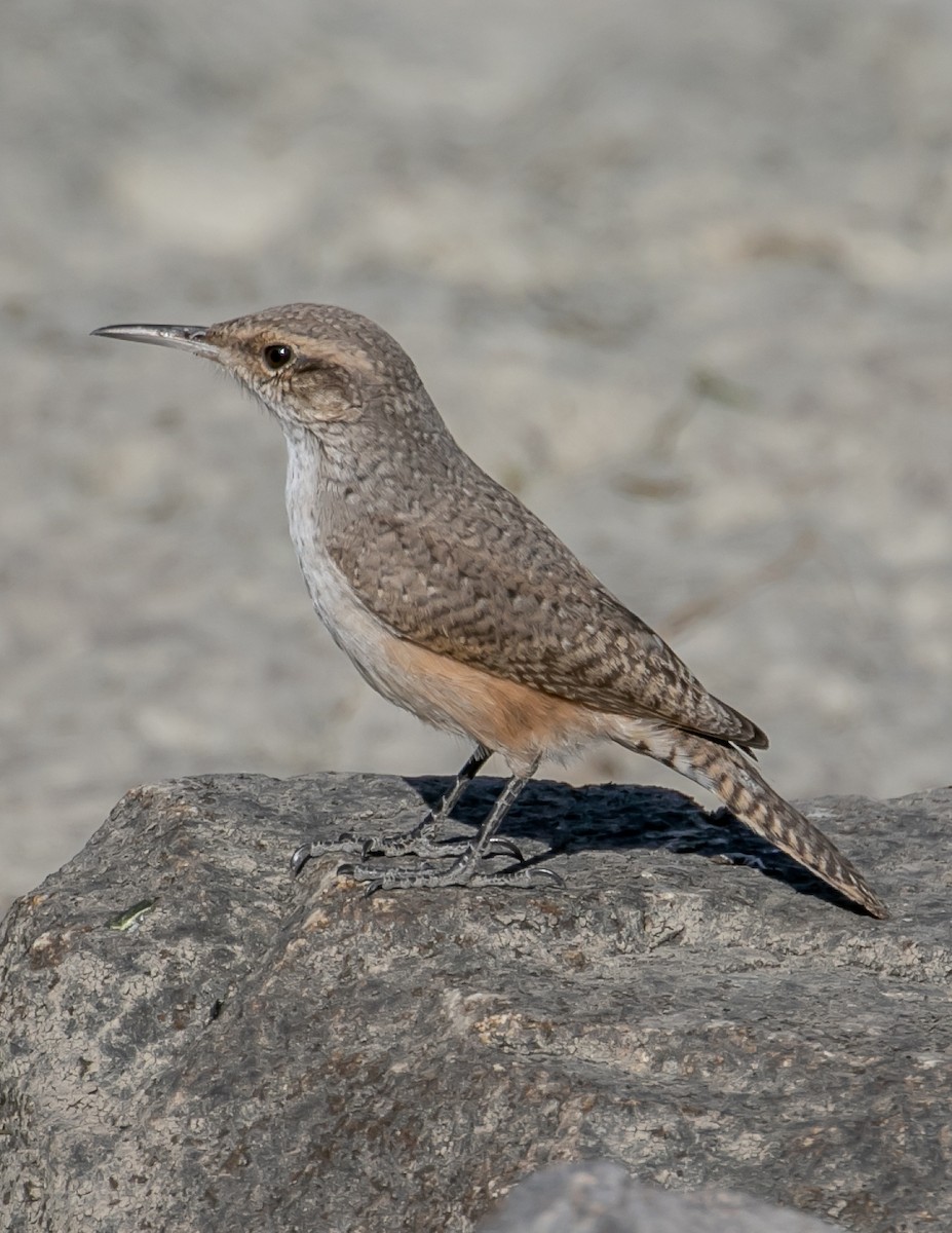Rock Wren - ML626173850
