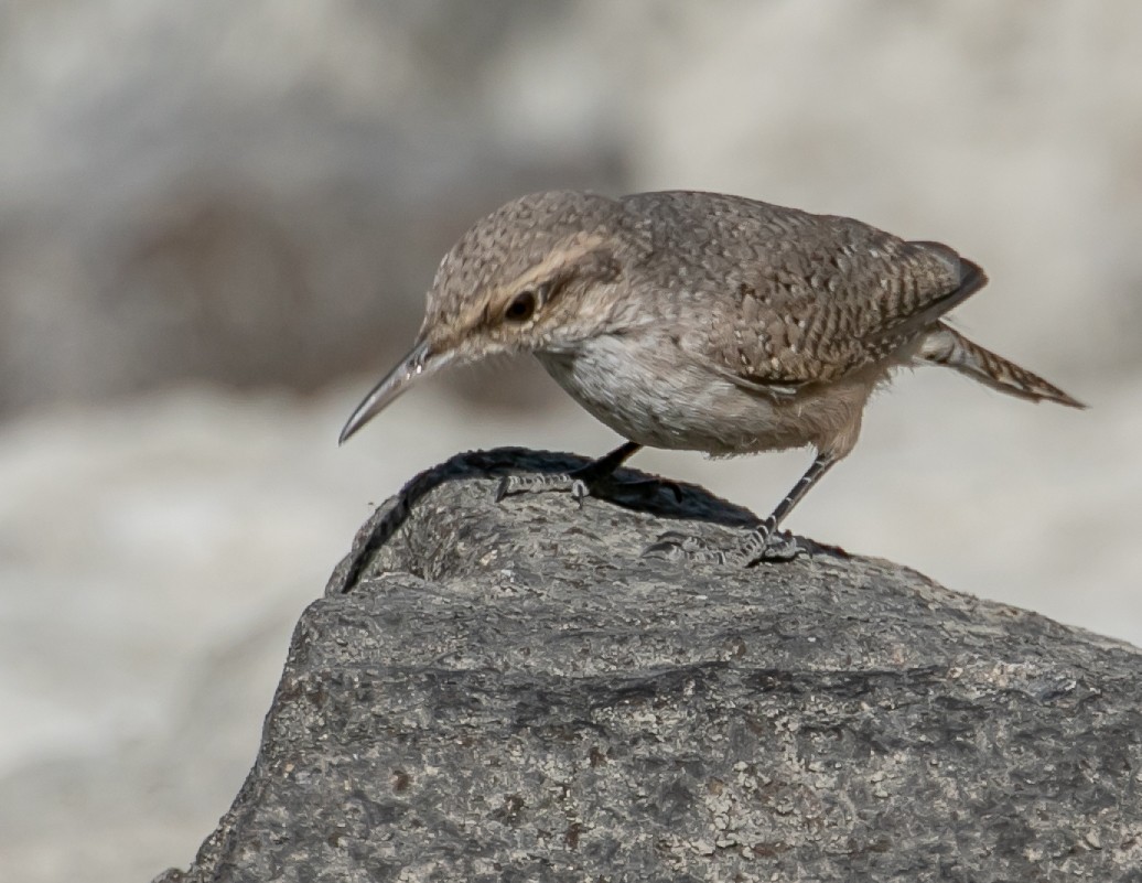 Rock Wren - ML626173852