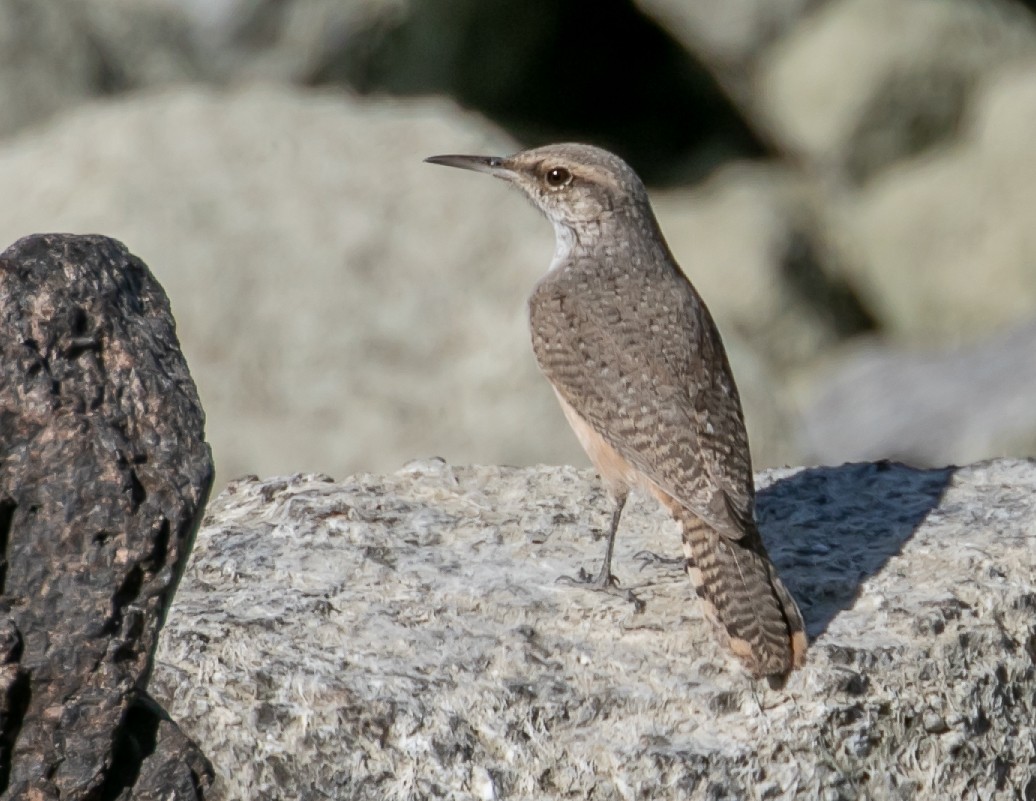 Rock Wren - ML626173854