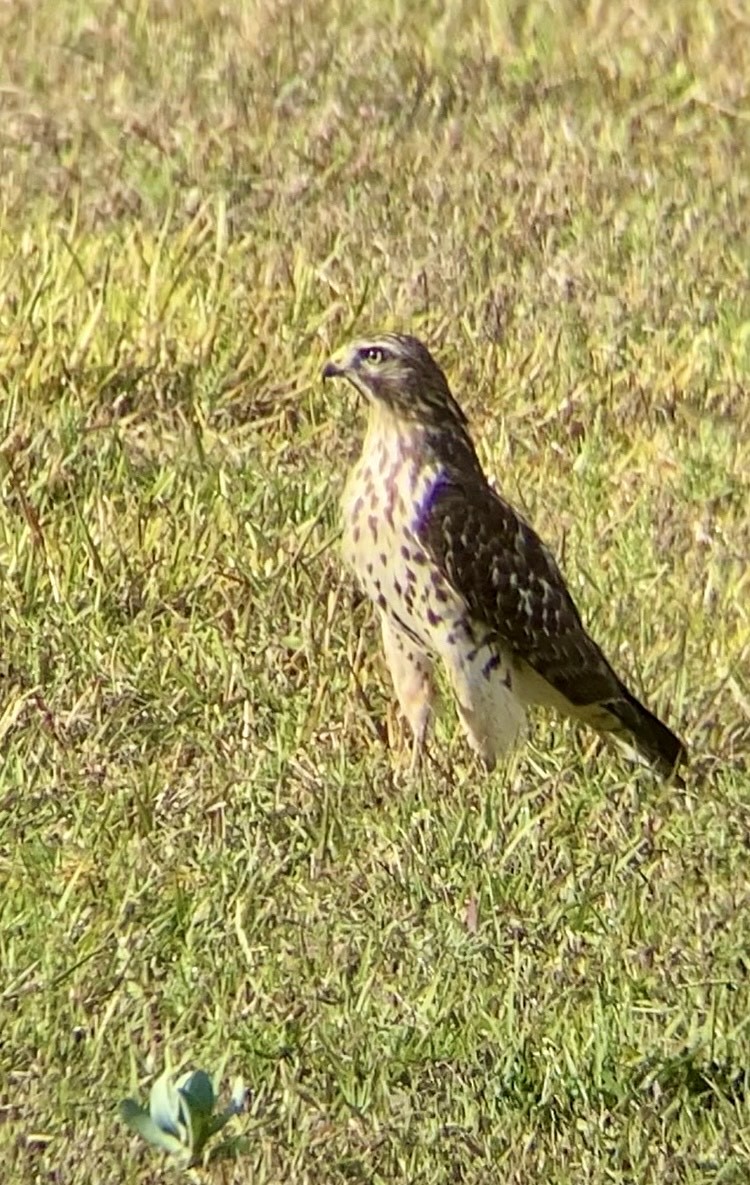 Red-shouldered Hawk - ML626173865