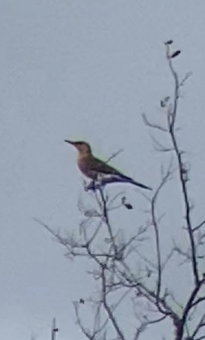Northern Flicker - ML626173953