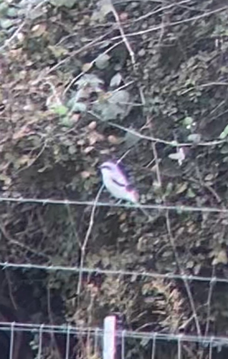 Loggerhead Shrike - ML626173987