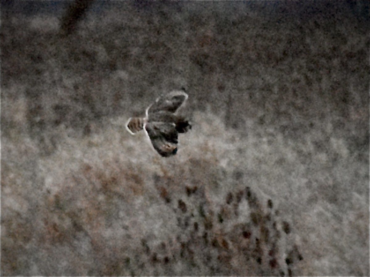 Short-eared Owl - ML626174013