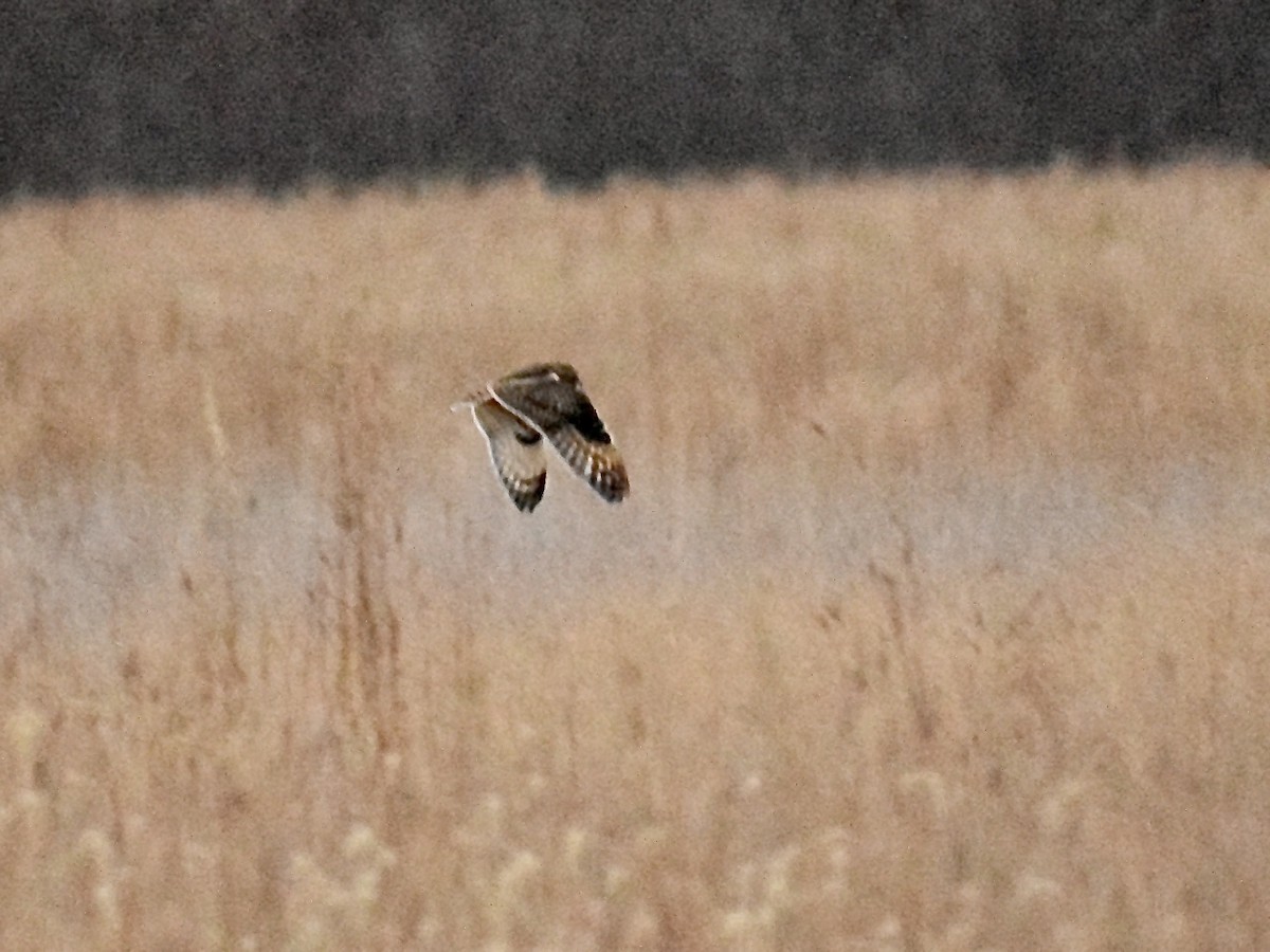 Short-eared Owl - ML626174016