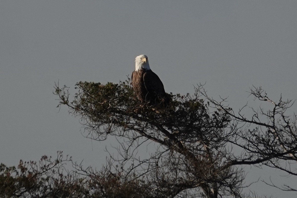 Bald Eagle - ML626174033
