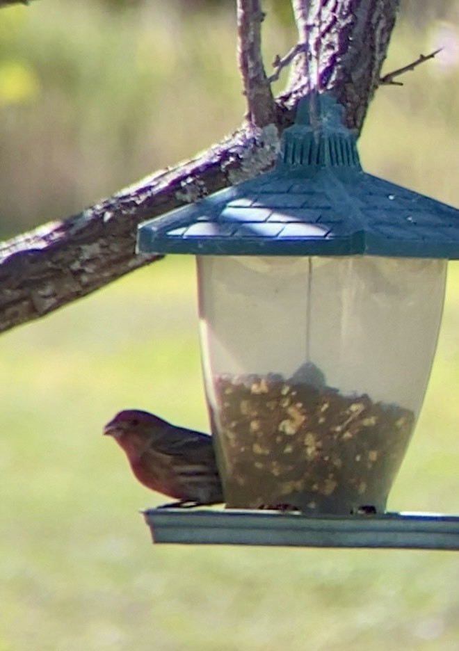 House Finch - ML626174039